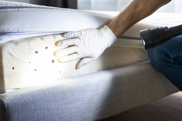 Best Flea Control Services  in Ridgway, CO