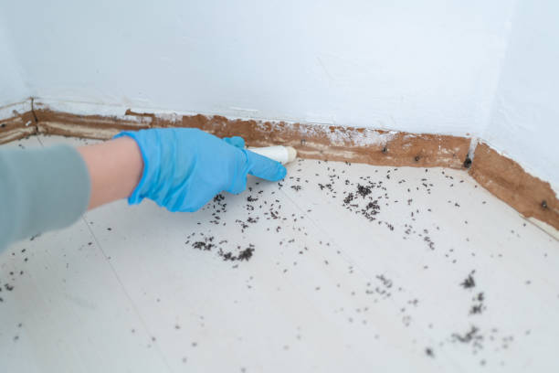 Best Exterminator Services  in Ridgway, CO